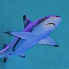 水中的鲨鱼图片