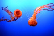 水母图片大全