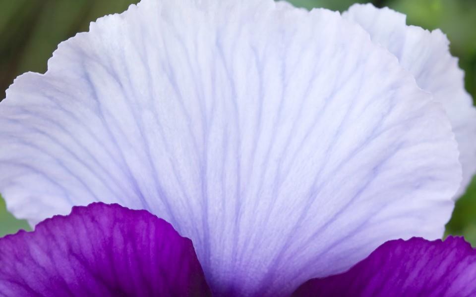 紫色花朵图片 紫色花朵图片大全