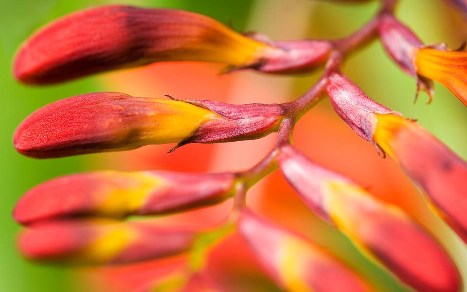 粉色花朵图片 粉色花朵图片大全