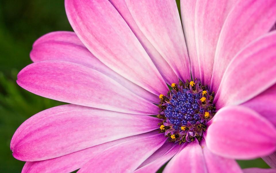 粉色花朵图片 粉色花朵图片大全