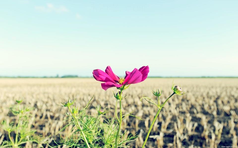 简单的小花图片大全