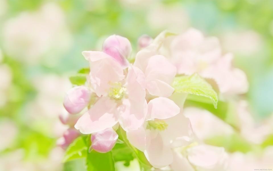 清新小花图片 清新小花图片大全