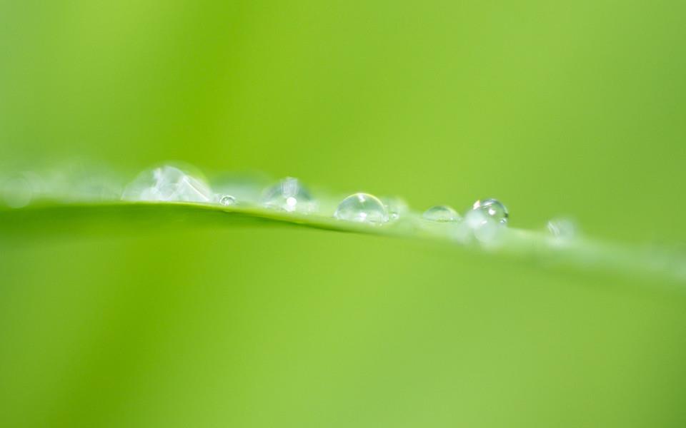 花朵图片 美丽的花朵图片大全