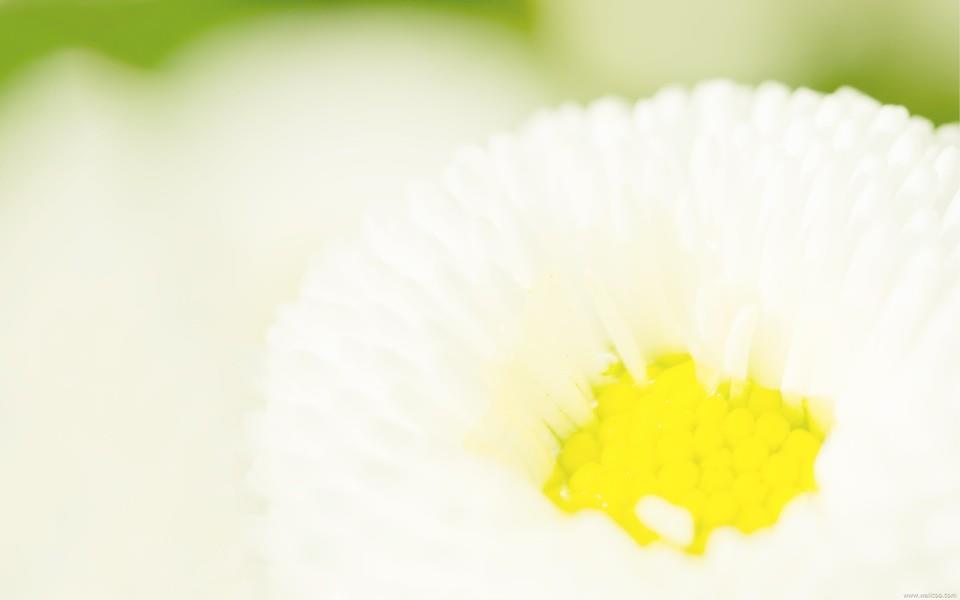 小清新花朵图片 小清新花朵图片大全