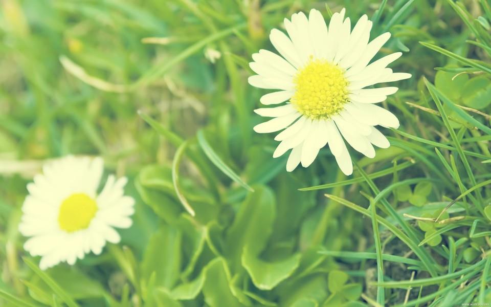 小清新花朵图片 小清新花朵图片大全