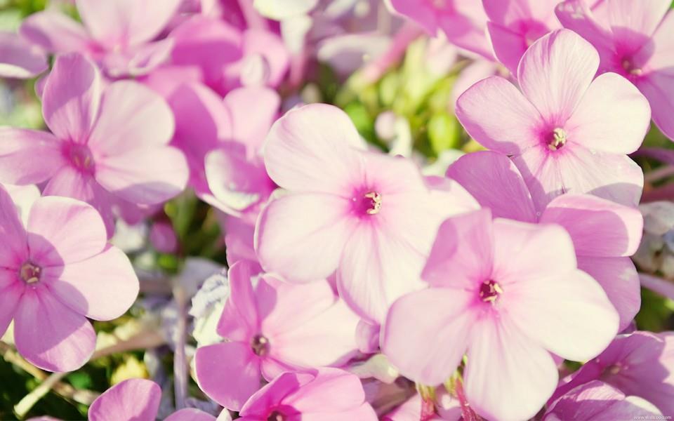 小清新花朵图片 小清新花朵图片大全