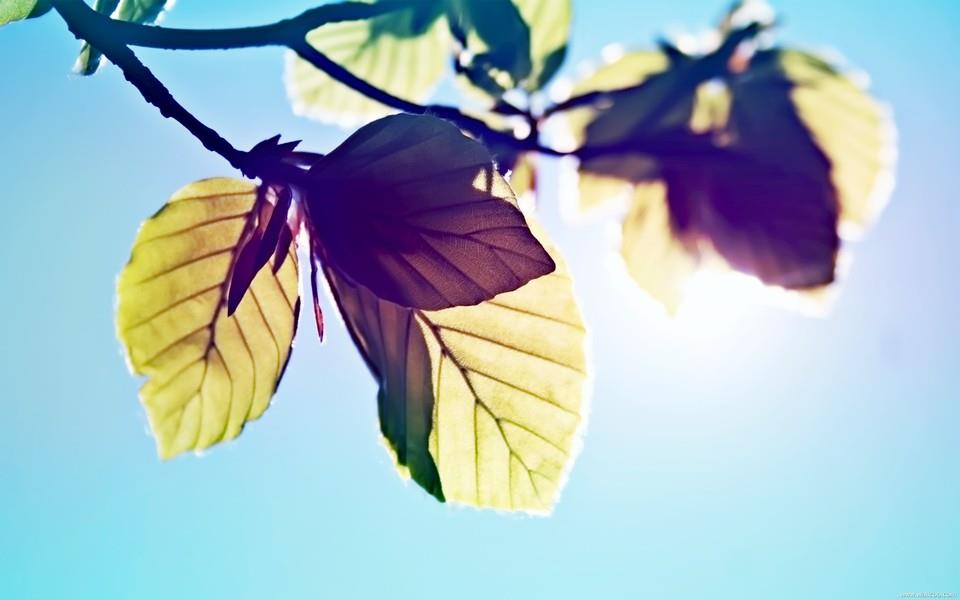 小清新花朵图片大全