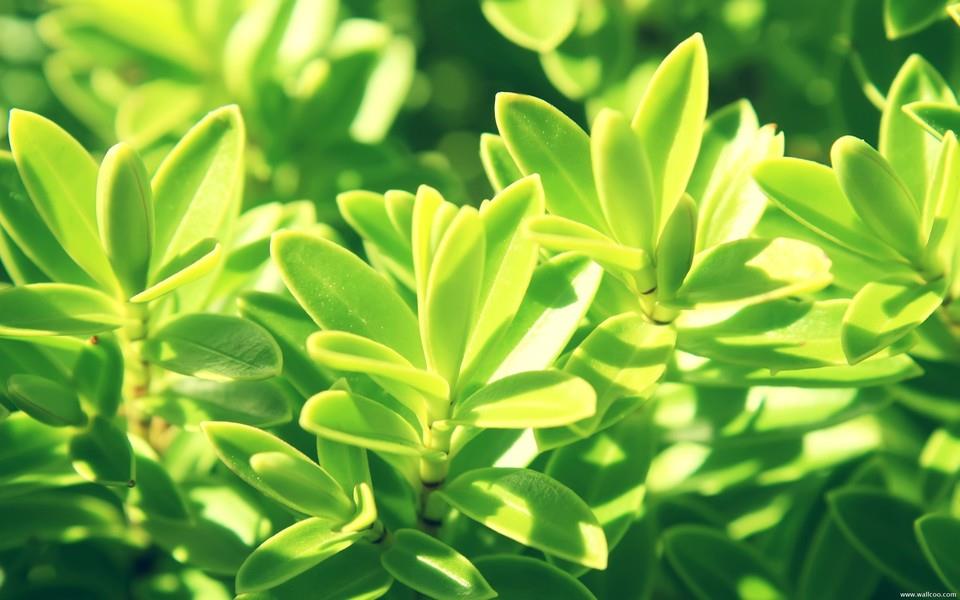 小清新花朵图片大全