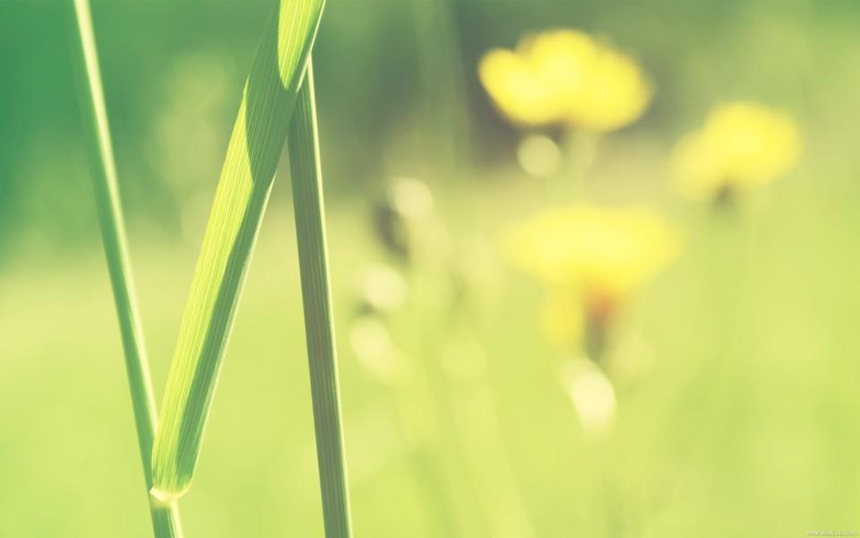 小清新花朵图片大全