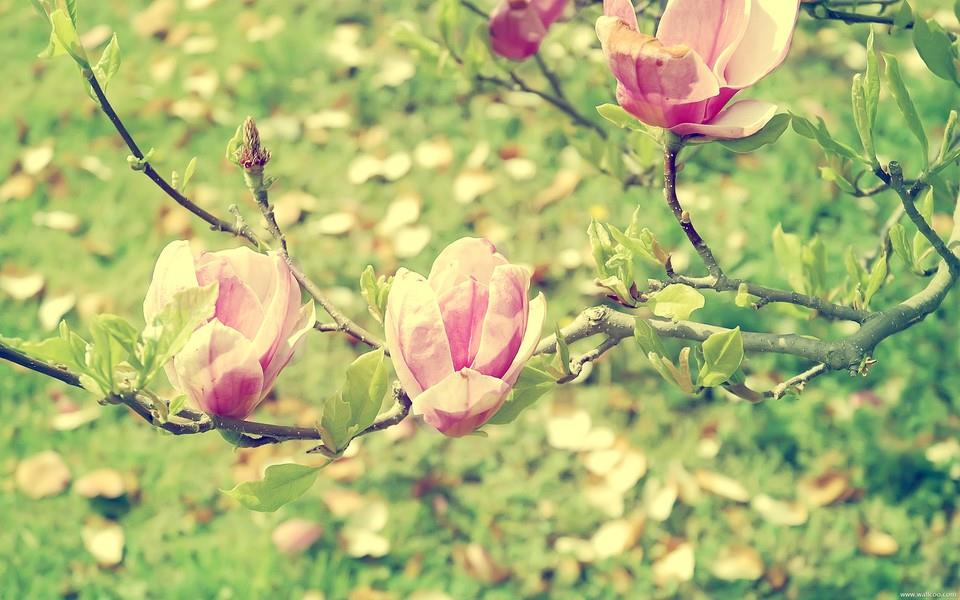 小清新花朵图片大全