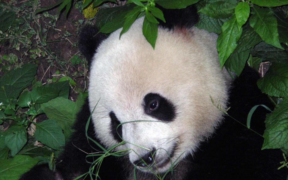 大熊猫图片 大熊猫图片大全