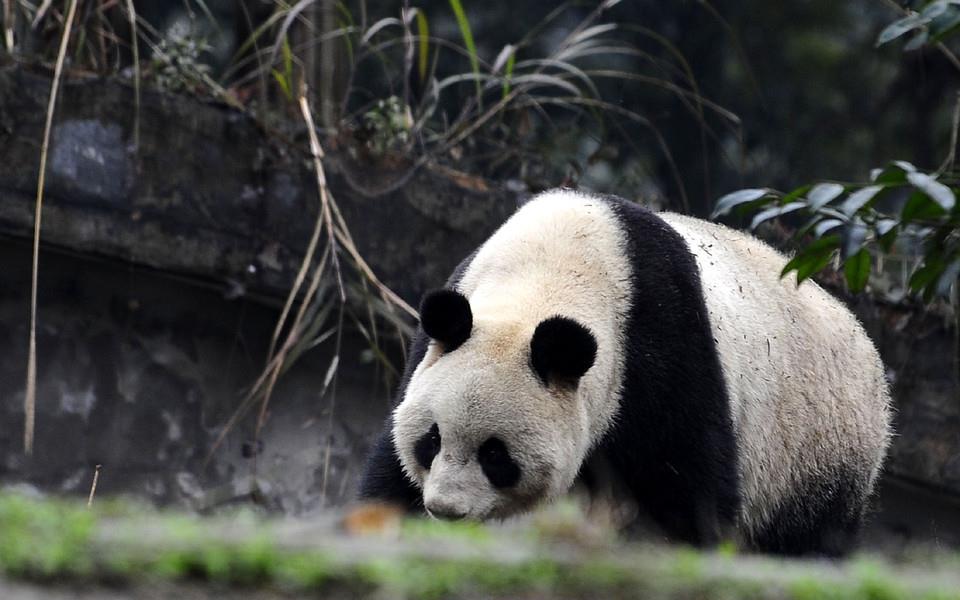 大熊猫图片 大熊猫图片大全