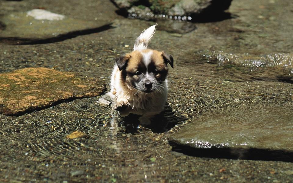 小狗狗图片 小狗狗图片大全