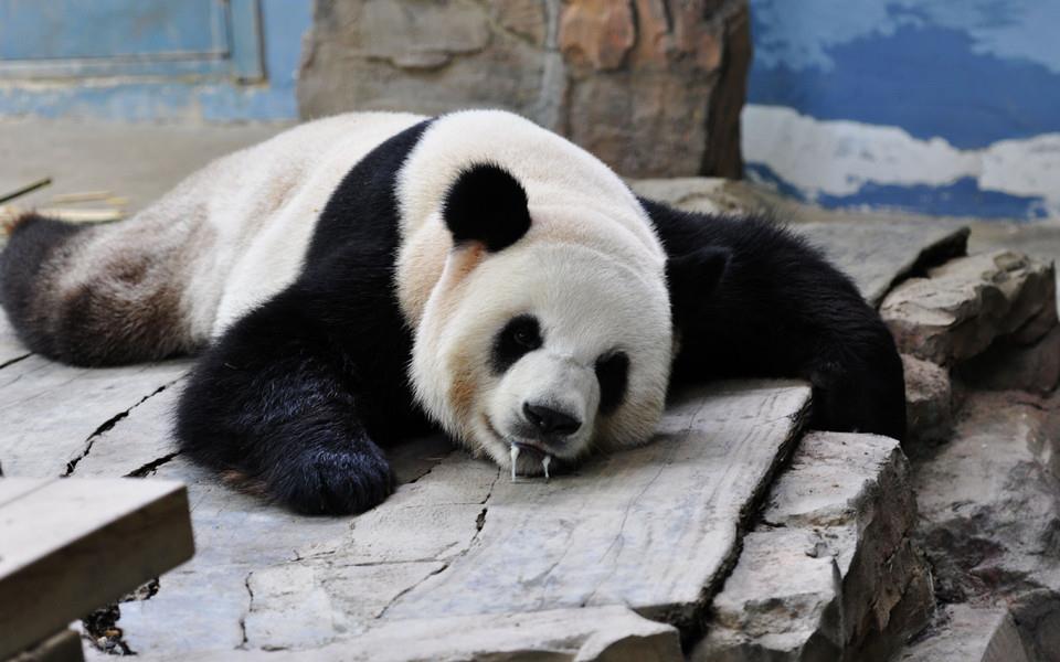 大熊猫图片 大熊猫图片大全