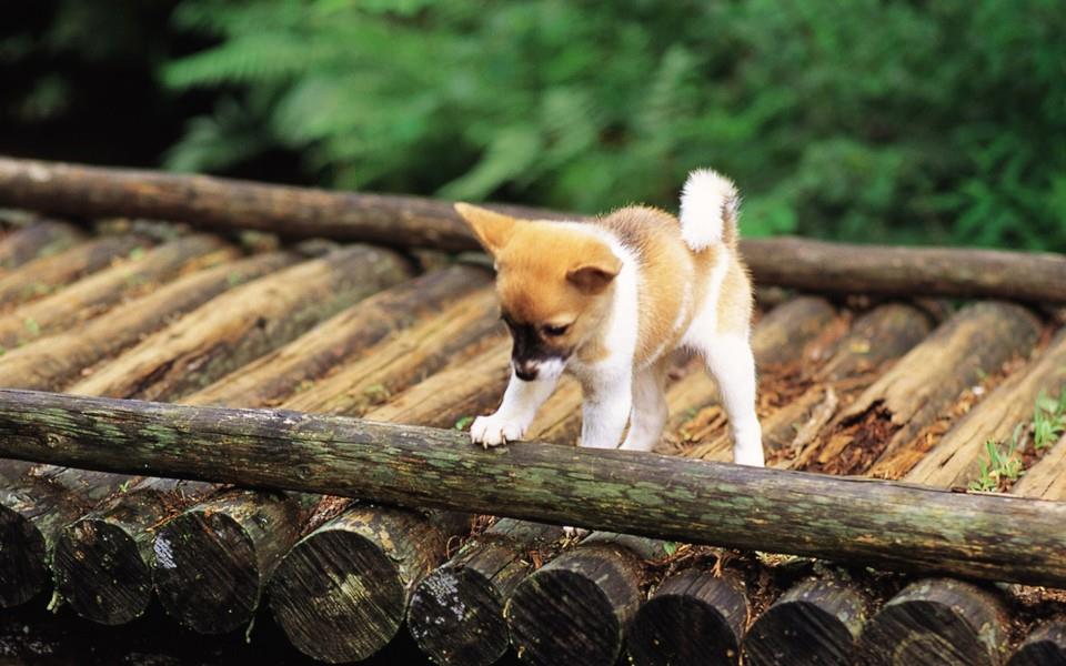 小狗狗图片 小狗狗图片大全