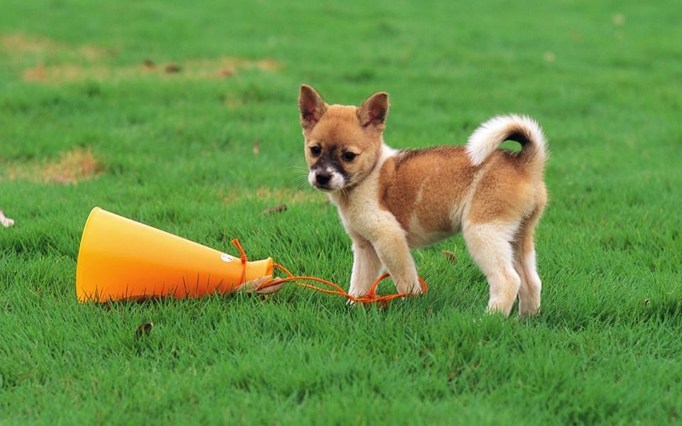 小狗狗图片 小狗狗图片大全