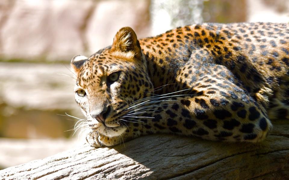 豹子图片 豹子图片大全