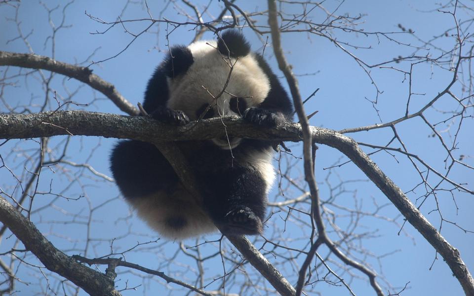 卖萌熊猫图片 卖萌熊猫图片大全