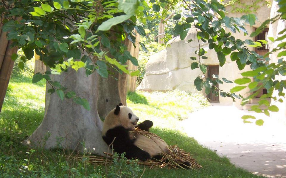 卖萌熊猫图片 卖萌熊猫图片大全