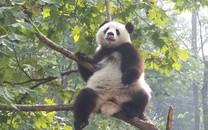 卖萌熊猫图片 卖萌熊猫图片大全