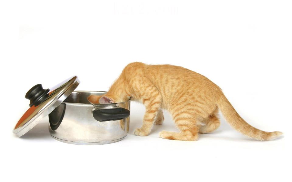 可爱猫咪高清图片