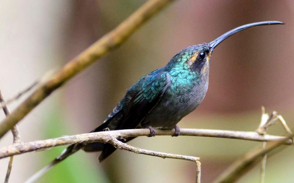 蜂鸟高清精美图片