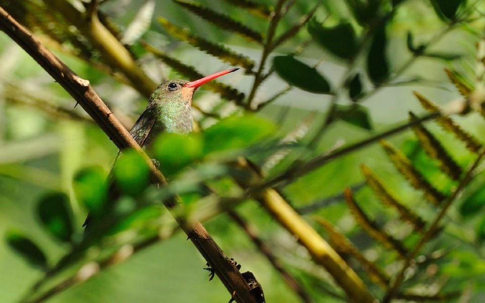 蜂鸟高清精美图片