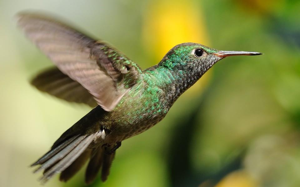 蜂鸟高清精美图片