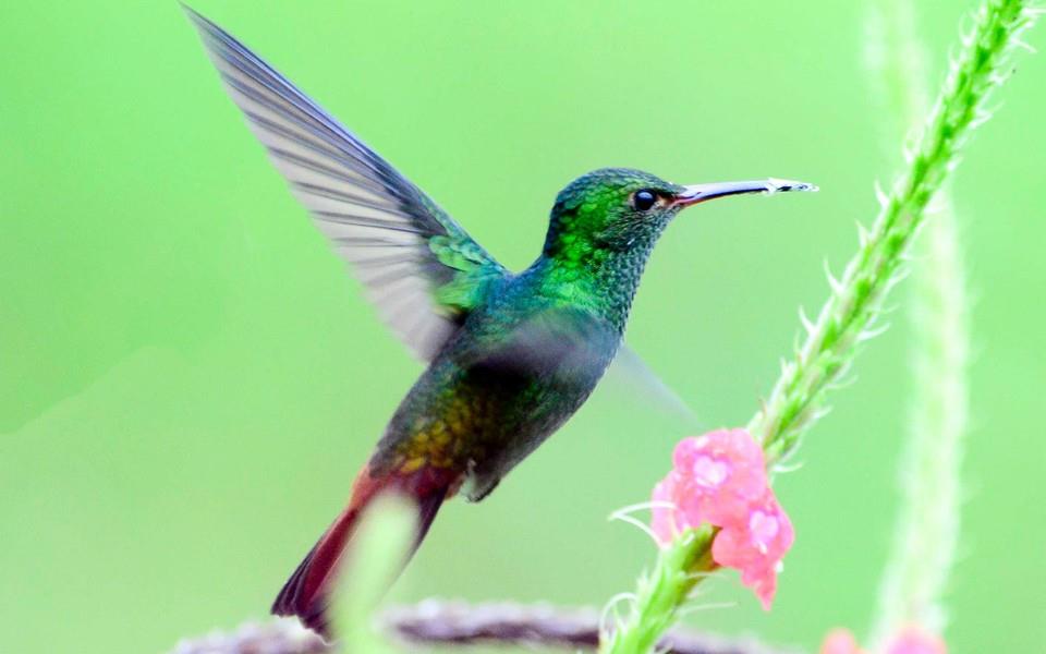 蜂鸟高清精美图片