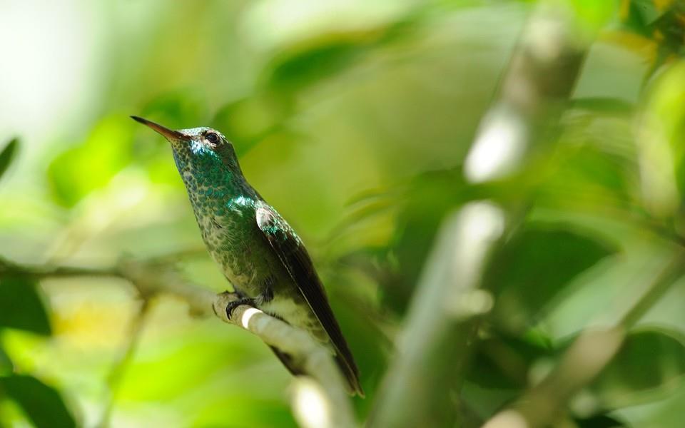 蜂鸟高清精美图片