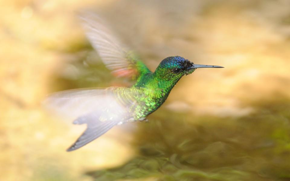 蜂鸟高清精美图片