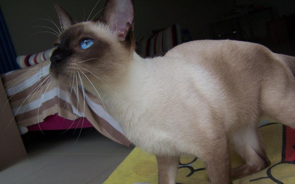 暹罗猫图片 暹罗猫高清图片