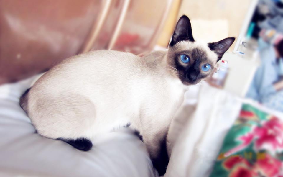 暹罗猫图片 暹罗猫高清图片