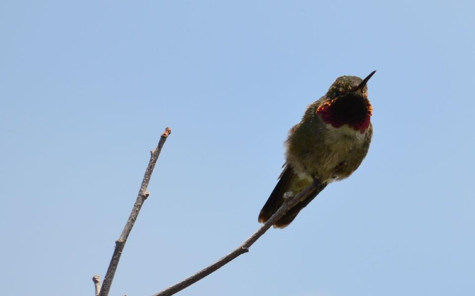 蜂鸟高清精美图片