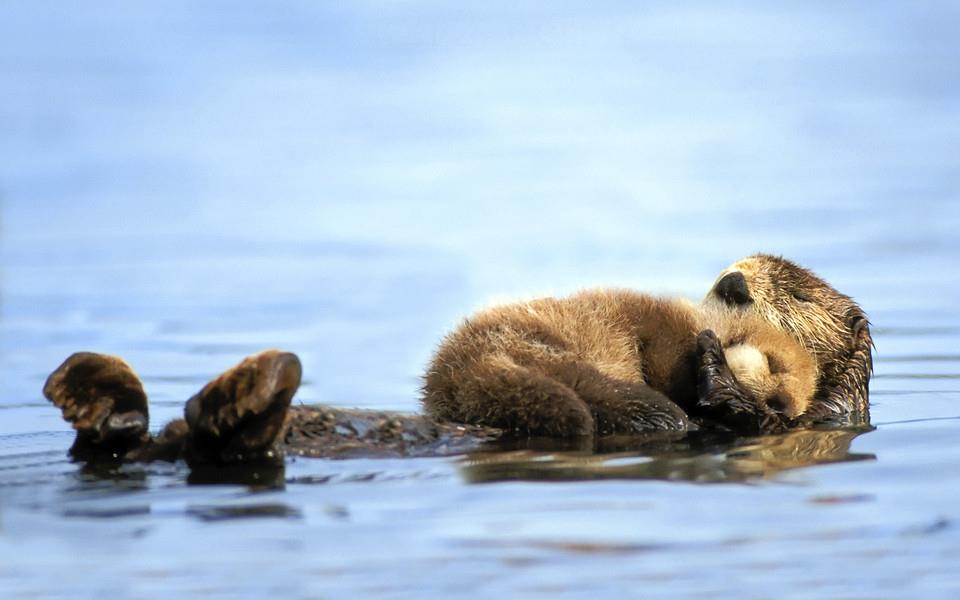 温情的动物图片大全