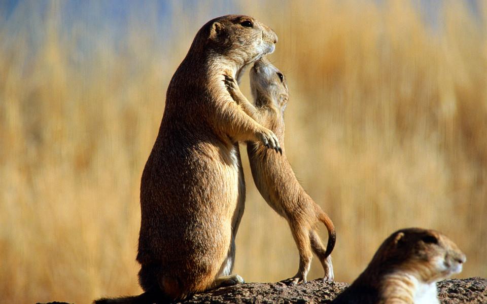 动物宝宝图片 动物宝宝图片大全