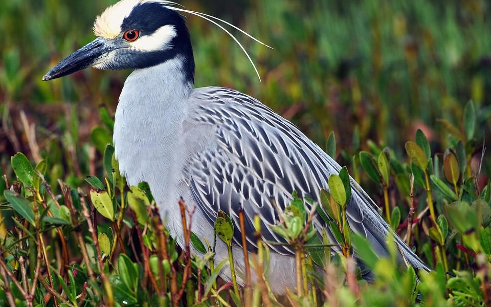 美丽鸟类高清图片