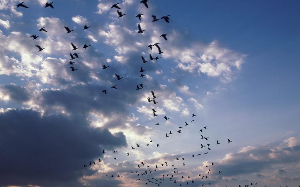 美丽鸟类高清图片