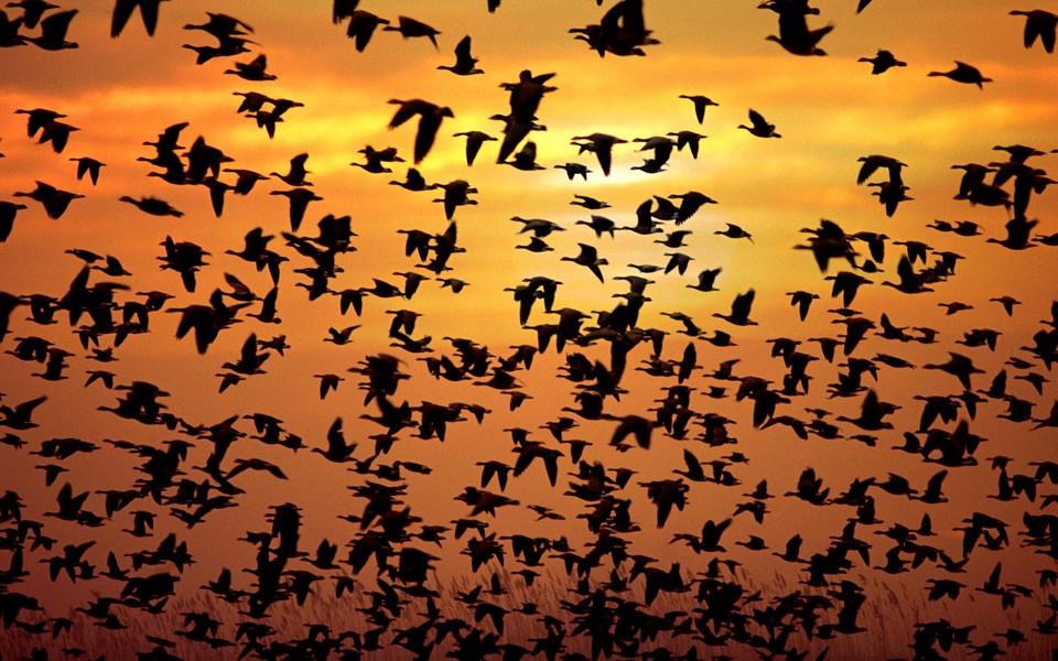 美丽鸟类高清图片