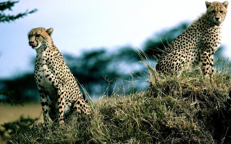 花豹图片 花豹图片大全