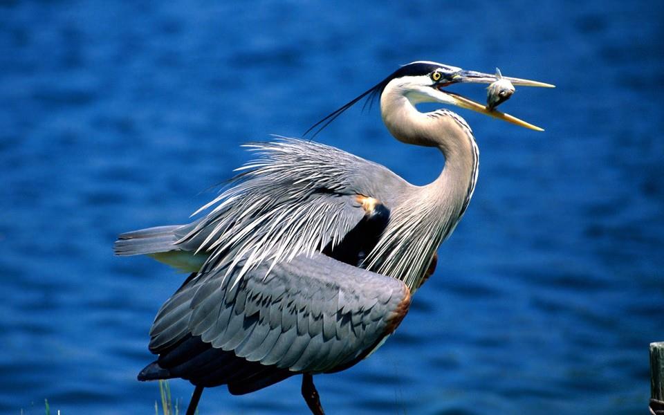 美丽鸟类高清图片