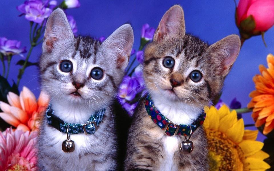 多胞胎小萌猫高清图片