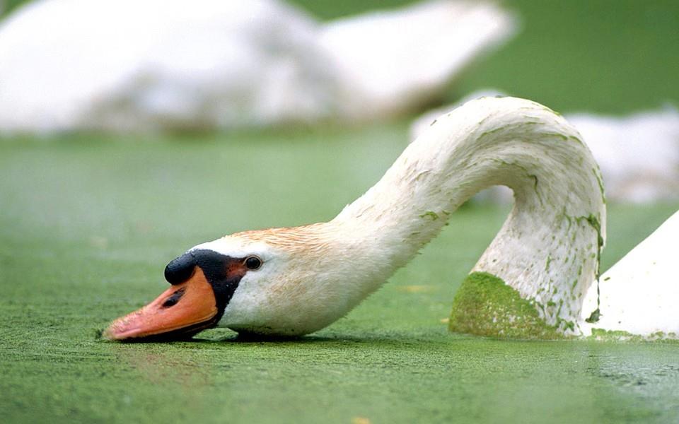 美丽鸟类高清图片