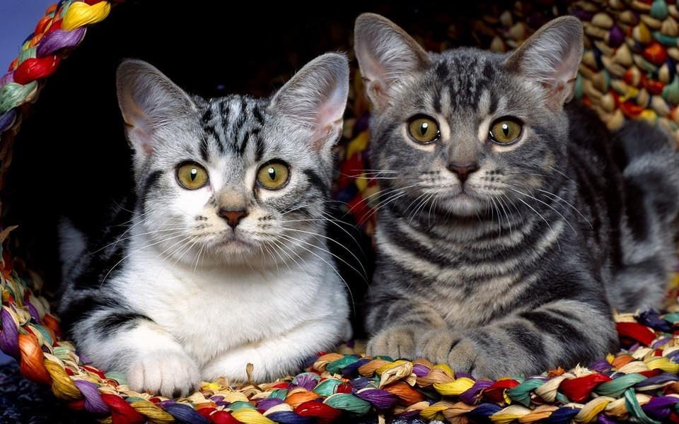 多胞胎小萌猫高清图片