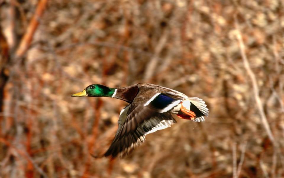 美丽鸟类高清图片