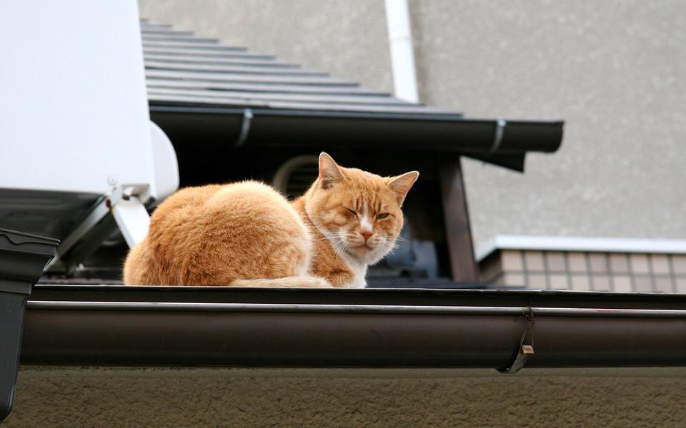 可爱小橘猫图片 可爱小橘猫图片大全