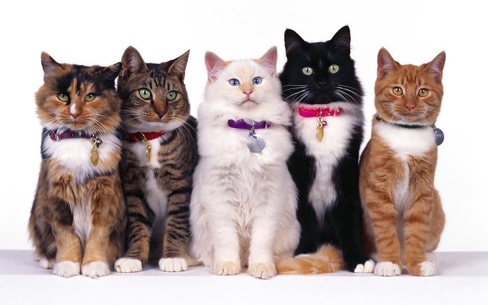 多胞胎小萌猫高清图片