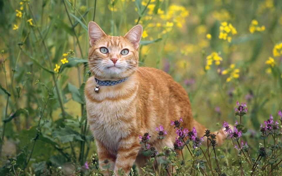 可爱小橘猫图片 可爱小橘猫图片大全