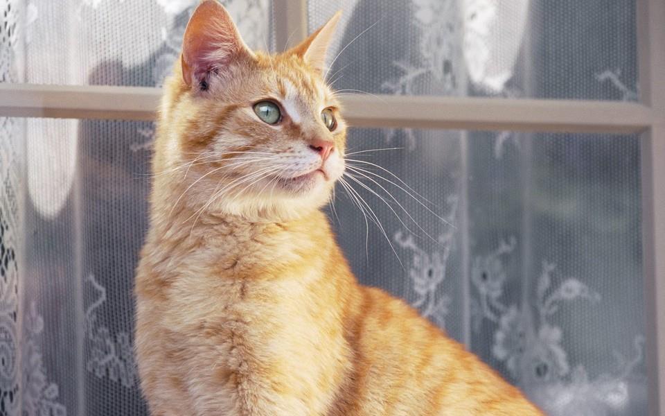 可爱小橘猫图片 可爱小橘猫图片大全